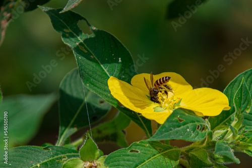 Honey bees forage for nectar and collect pollen at their feet on yellow flowers in bloom