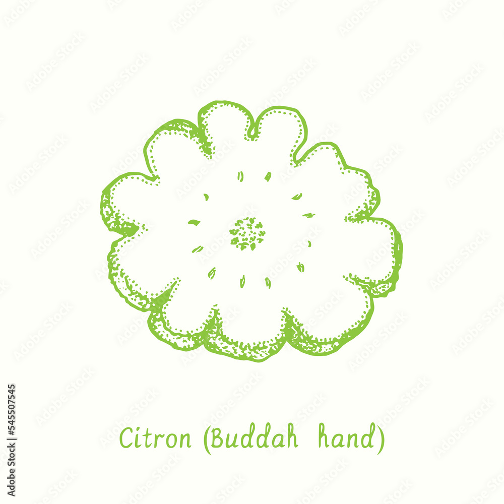 Fototapeta premium Citron (Buddah hand) cut slice fruit. Ink doodle drawing in woodcut style