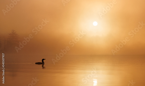 Common loon at sunrise in Maine  © Harry Collins