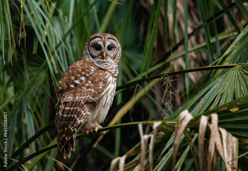 Fototapeta premium Barred owl in southern Florida