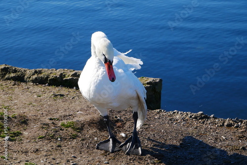 a white swan with an orange beak is standing on the stone bank of a blue lake