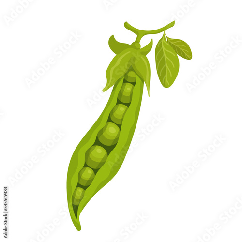 Pod of ripe green peas. Vector graphics.