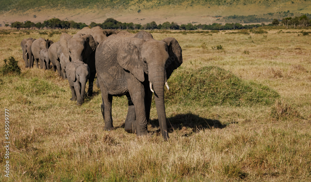 Elephants in the Maasai Mara, Africa 