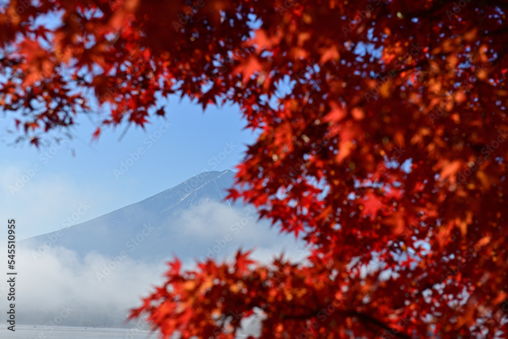 The leaves are turning yellow. It really feels like autumn The leaves are turning yellow. It really feels like autumn