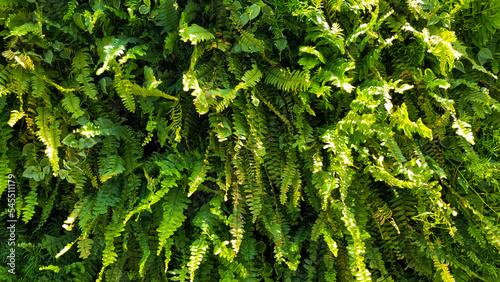 Photography vertical fern garden for home decor