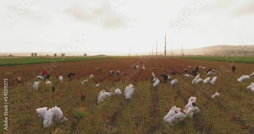 Field workers picking Hot Chili peppers at first light