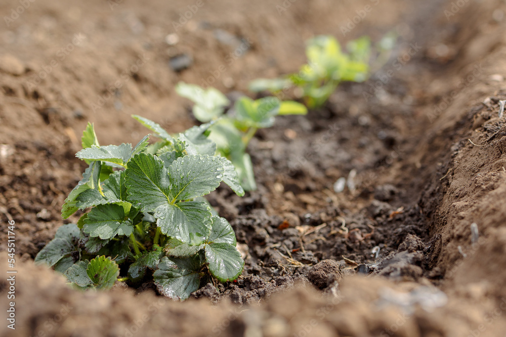 Woman is planting seedlings of strawberries. Gardening work. Country life. Eco farm. High quality photo Woman is planting seedlings of strawberries. Gardening work. Country life. Eco farm. High quality photo
