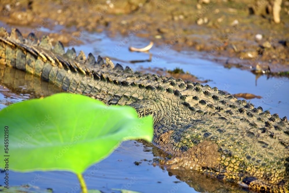 Obraz premium Nahaufnahme Krokodil