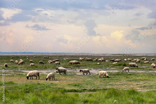 Sheep grazing in a field near the seashore, Bretagne, northern France, Europe © Cinematographer