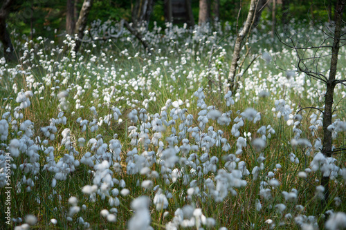 Mnóstwo kwitnącej wełnianki wąskolistnej w rezerwacie torfowiskowym Bagno Przecławskie 