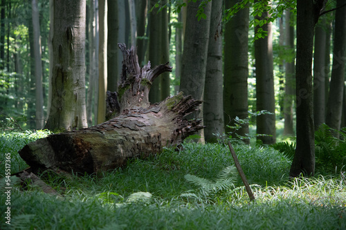 Powalone stare drzewo w bukowym lesie w rezerwacie przyrody Buczyna w Cyrance na Płaskowyżu Kolbuszowskim photo