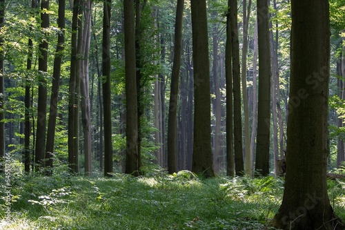 Cienisty bukowy las w lecie w rezerwacie przyrody Buczyna w Cyrance na Płaskowyżu Kolbuszowskim © Meija
