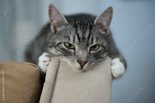 Portret patrzącego przymrużonymi oczami kota pręgowanego z białymi łapkami leżącego na oparciu fotela 