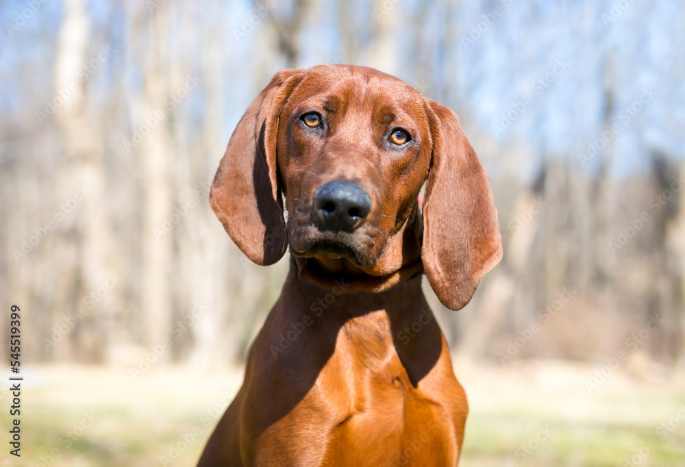 A red Vizsla x Hound mixed breed dog looking at the camera with a head tilt