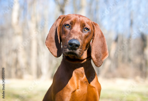 A red Vizsla x Hound mixed breed dog looking at the camera with a head tilt © Mary Swift