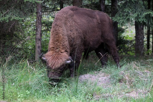 The European bison also called visent.