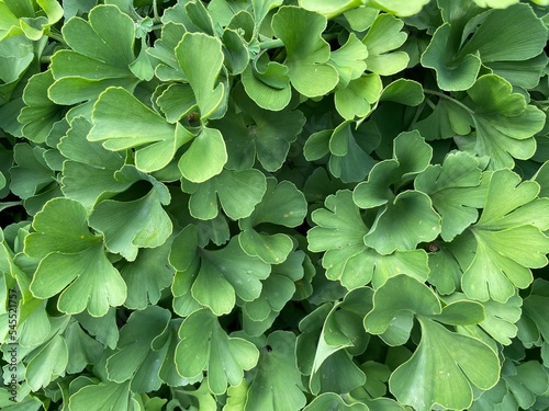 closeup of maidenhair tree (ginkgo biloba) leaves