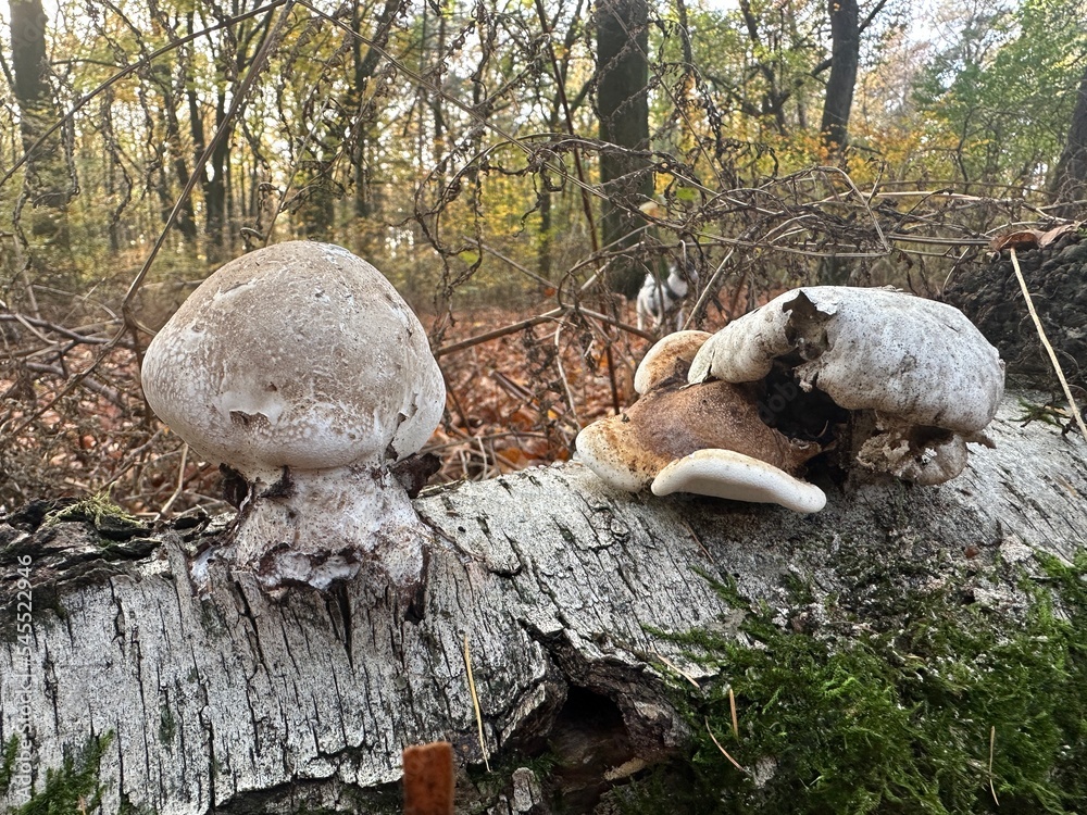 Pilze Wald