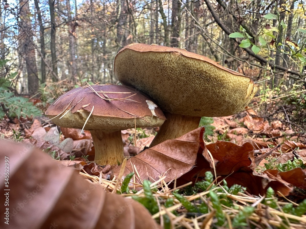 Pilze Wald
