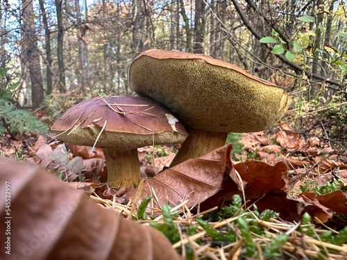 Obraz na płótnie Pilze Wald w salonie