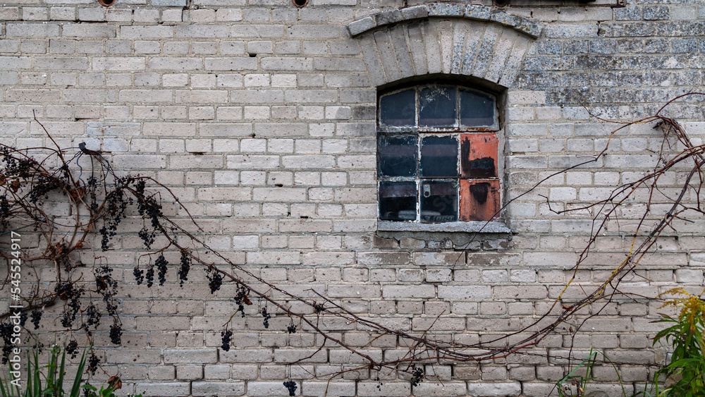 White brick wall with dry vine climber and old window
