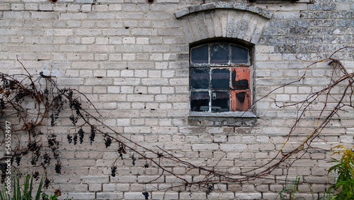 Obraz na płótnie White brick wall with dry vine climber and old window w salonie