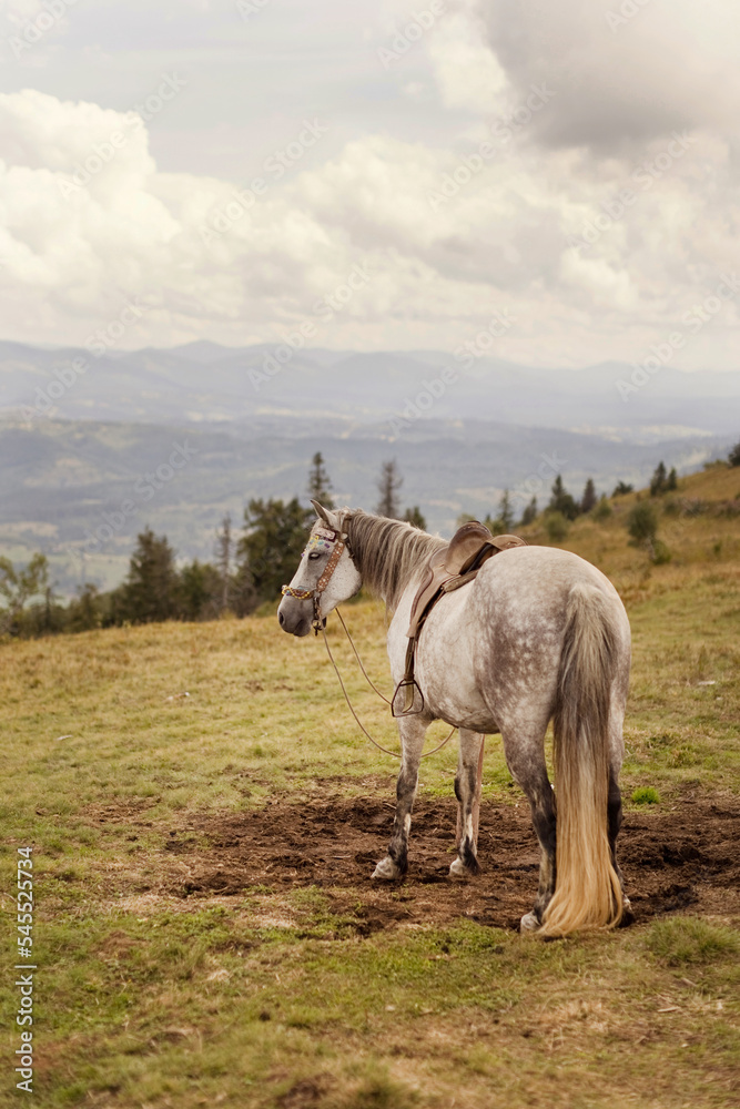 Obraz premium Grey horse stands on top mountain