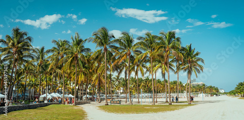 palm trees on the beach tropical miami  © Alberto GV PHOTOGRAP