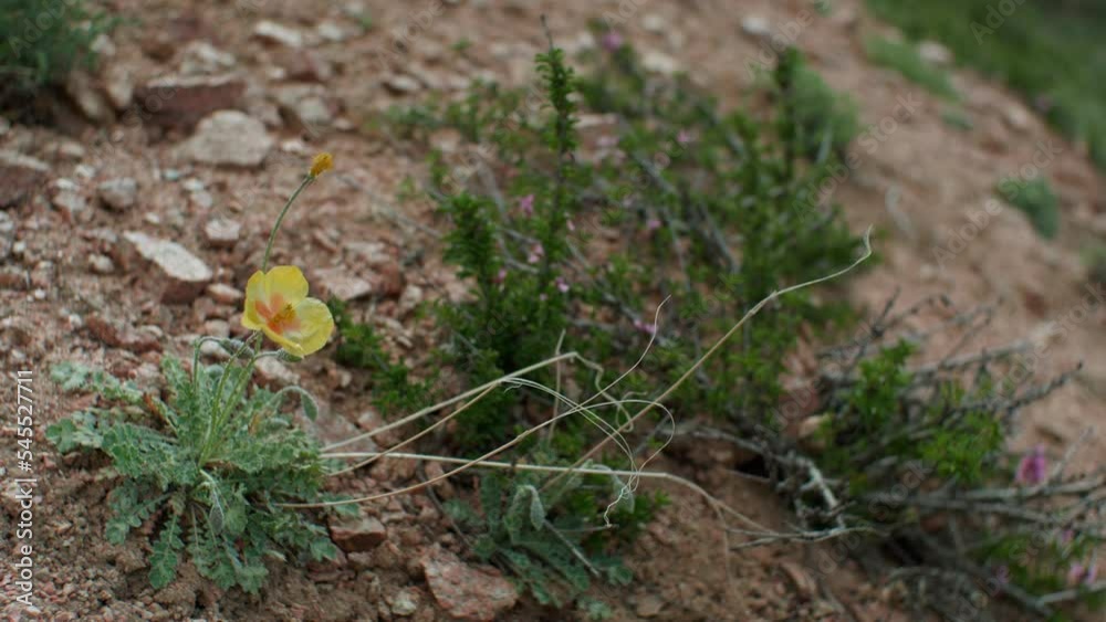 Issyk Kul, Kyrgyzstan - May 09 2021: Yellow flower and grass Issyk Kul, Kyrgyzstan - May 09 2021: Yellow flower and grass