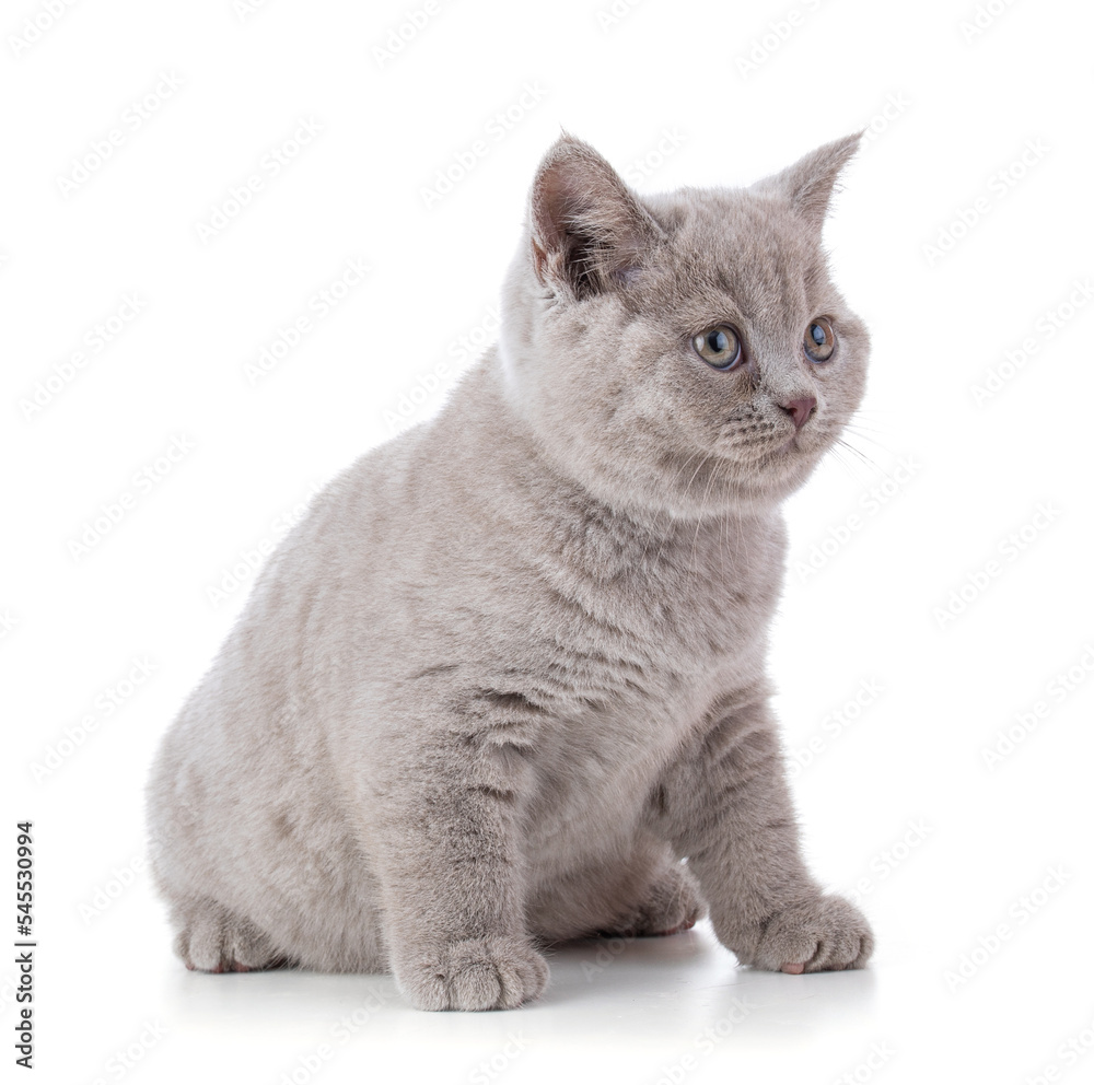Obraz premium Cute british kitten