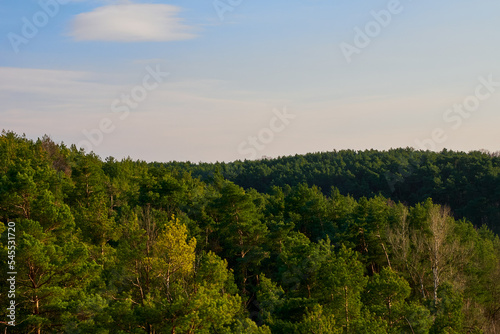 Natural forest view. Evening light in the forest.