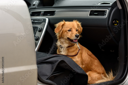Dog training in car. training for mixed dog to stay in the car © Ordasi  Tatyjana