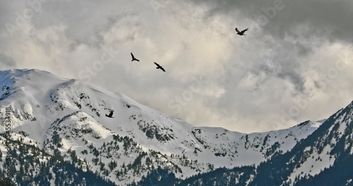 Ravens flying in cloudy sky over snowy mountains