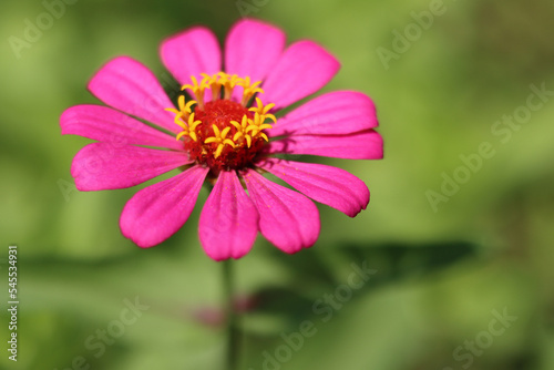 pink flower