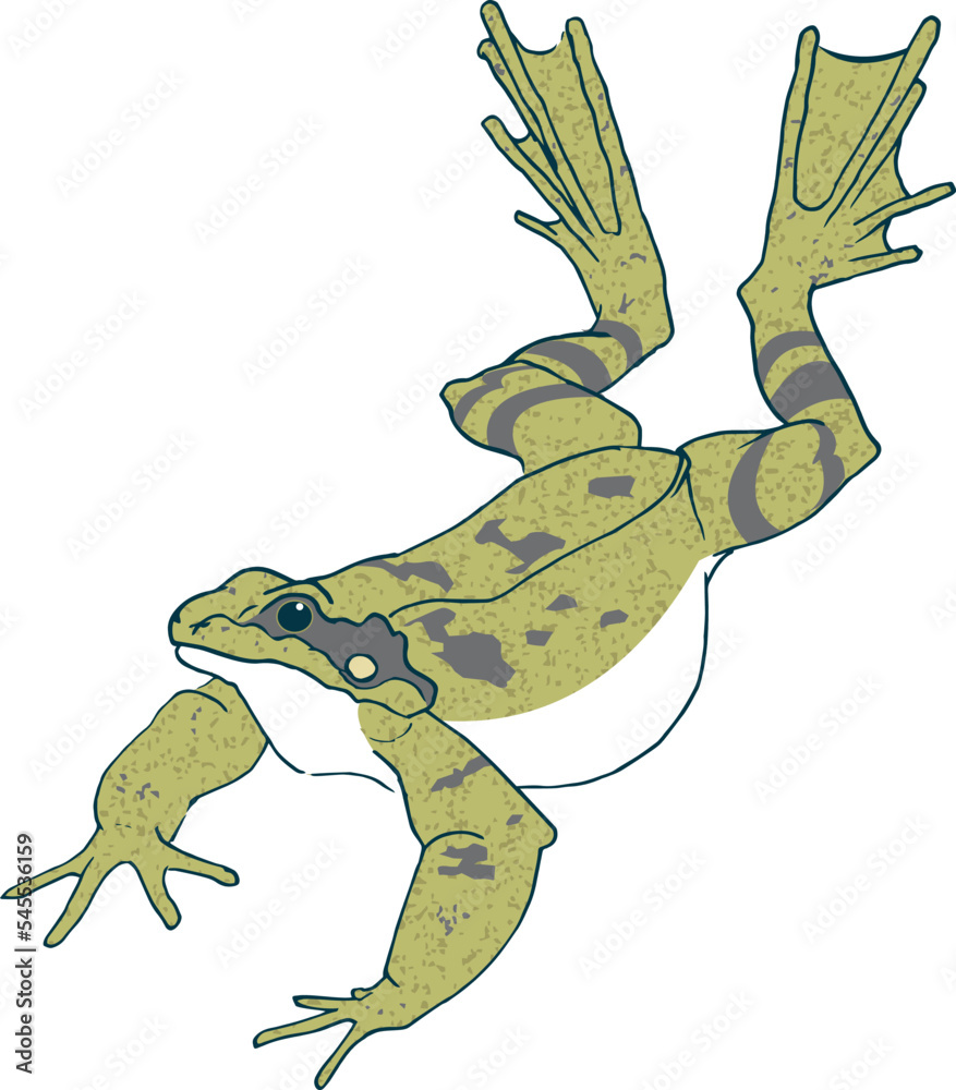 Fototapeta premium Leaping bullfrog on white background