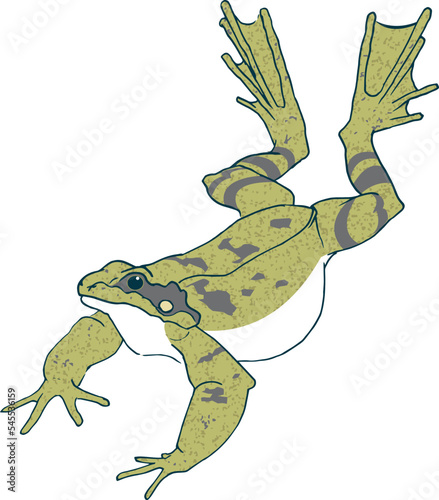 Leaping bullfrog on white background 