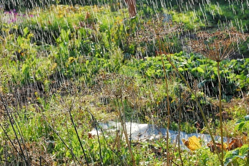 A warm summer downpour. On a warm summer day in a country yard, a strong warm rain pours on the grass. On a warm summer day in a country yard, a strong warm rain pours on the grass. 