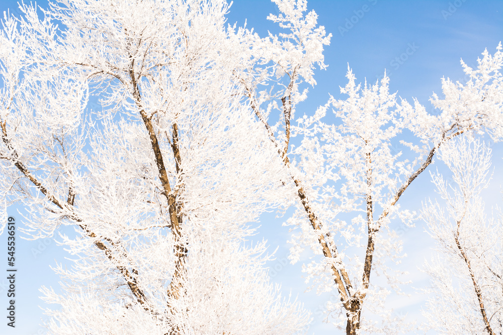 Beautiful winter trees covered in hoar frost Beautiful winter trees covered in hoar frost