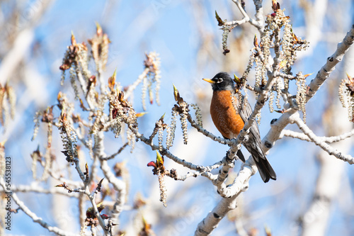 American robin perched with aspen catkins in spring