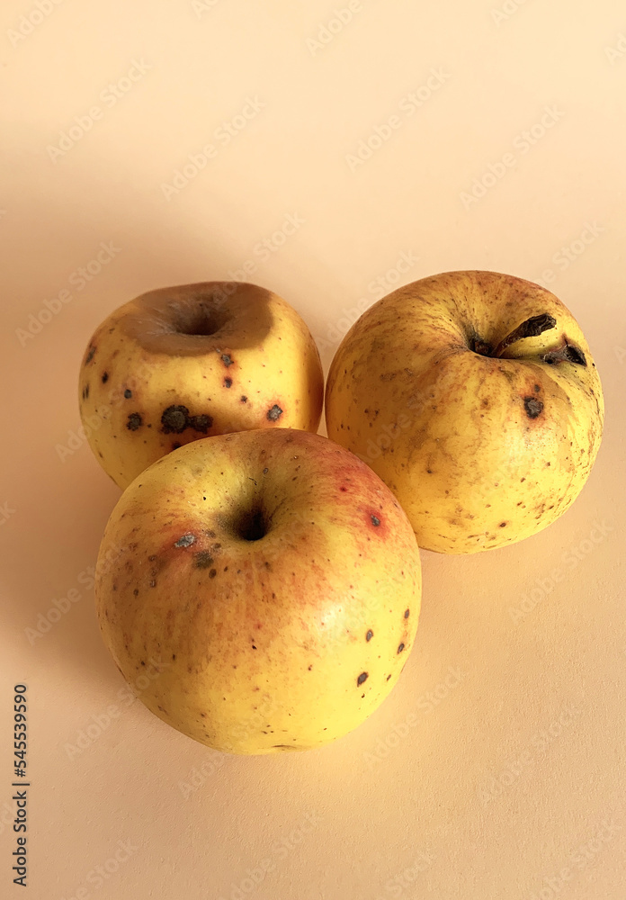Rotten apple. Decay and food waste concept with photograph of unhealthy decayed bad apple isolated on background. Rotten apple. Decay and food waste concept with photograph of unhealthy decayed bad apple isolated on background.