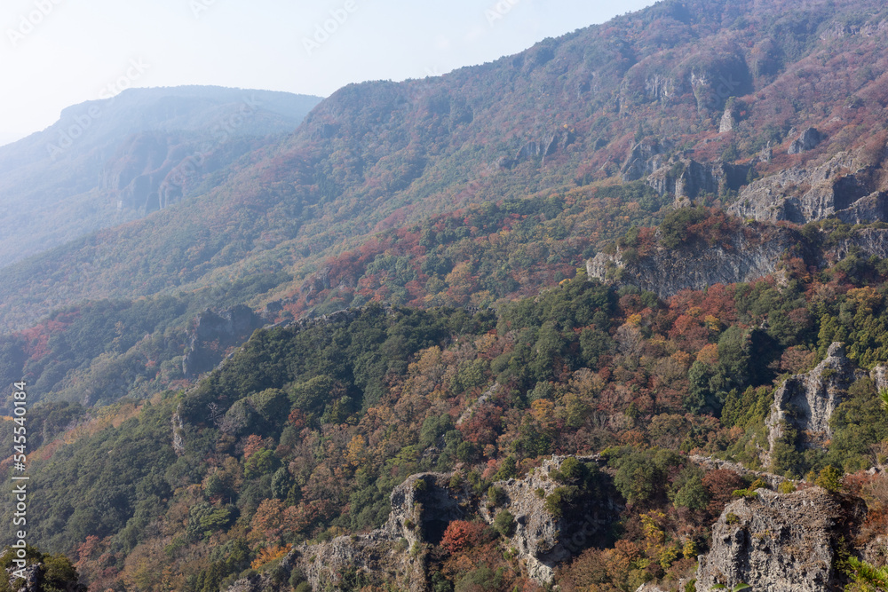 Fototapeta premium 日本の香川県小豆島のとても美しい秋の紅葉