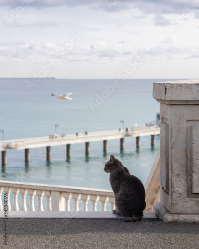 Gray cat sitting by the sea.