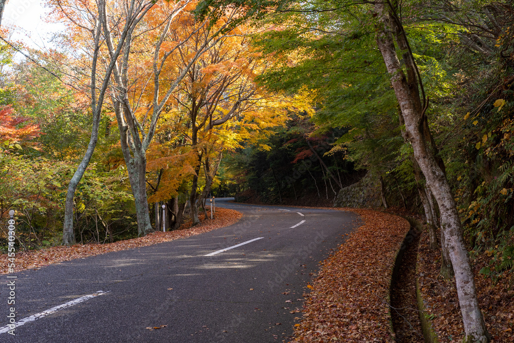 Obraz premium 日本の香川県小豆島のとても美しい秋の紅葉