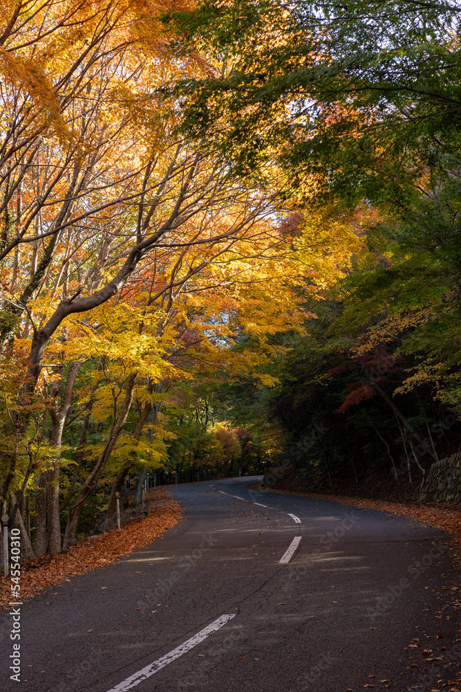 日本の香川県小豆島のとても美しい秋の紅葉