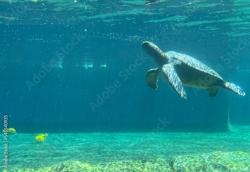 a peaceful sea turtle