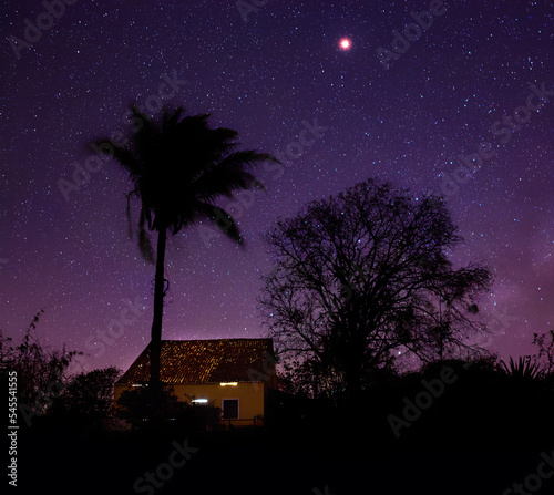 árvore em uma noite estrelada photo