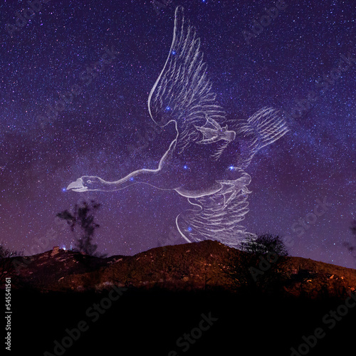 Fototapeta Naklejka Na Ścianę i Meble -  constelação de cisne