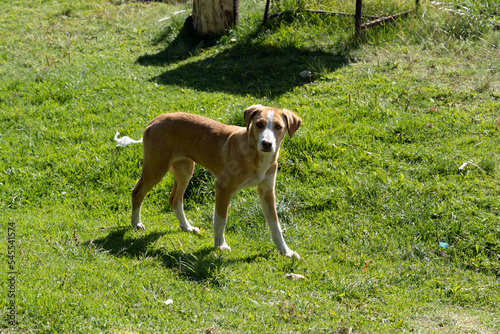 beautiful stray dog ​​walking on the grass