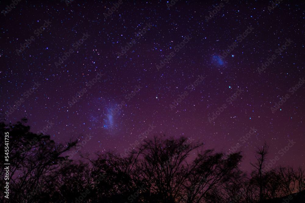 árvore em uma noite estrelada