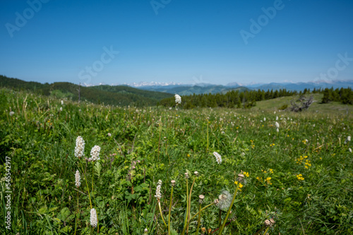 Wildflowers in green mountain meadow  Beauvais Lake Provincial Park  Alberta